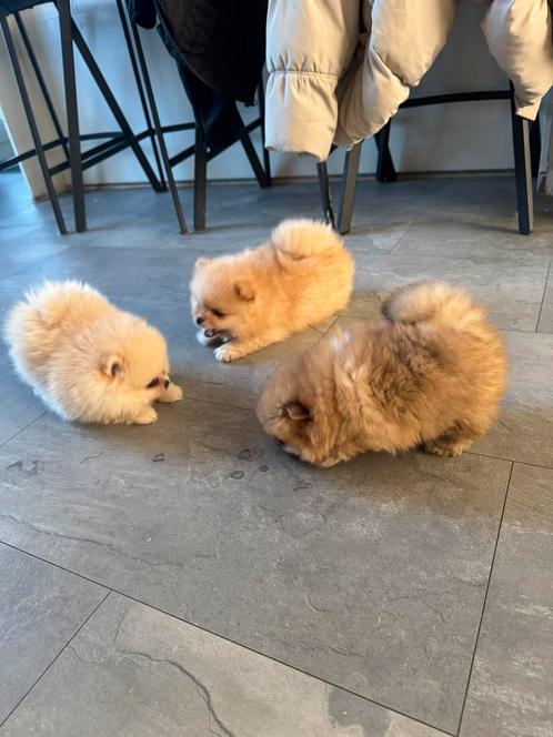 Mini Pomeriaan Pups volbloed, Dieren en Toebehoren, Honden | Poolhonden, Keeshonden en Oertypen, Meerdere dieren, Particulier