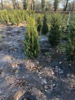Te koop : haag Taxus baccata 60/80  80/100 cm, Tuin en Terras, Planten | Struiken en Hagen, Ophalen of Verzenden, Taxus, Minder dan 100 cm