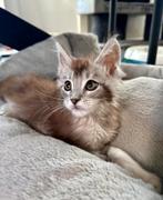 Maine Coon kittens, Dieren en Toebehoren, Katten en Kittens | Raskatten | Langhaar, Meerdere dieren, Gechipt, 0 tot 2 jaar