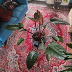 Grote philodendron red beauty, Ophalen, 100 tot 150 cm, Overige soorten, Halfschaduw