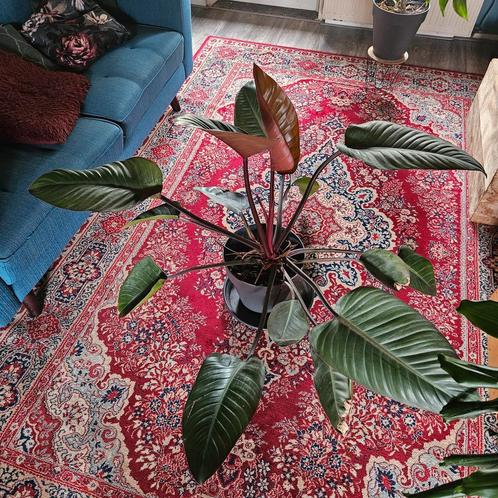 Grote philodendron red beauty, Huis en Inrichting, Kamerplanten, Overige soorten, 100 tot 150 cm, Groene kamerplant, Halfschaduw