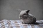 Lieve hangoor konijntjes jonge hangoortjes, Meerdere dieren, 0 tot 2 jaar, Middelgroot, Hangoor