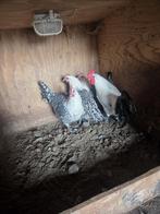 Groninger meeuw kippen, Dieren en Toebehoren, Pluimvee, Vrouwelijk, Kip