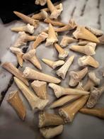 Zakje met haaientanden - 30+ stuks, Verzenden, Fossiel