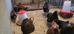 Jonge Wyandotte kriel hennen te koop, Dieren en Toebehoren, Pluimvee, Vrouwelijk, Kip