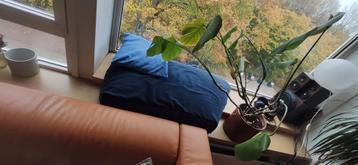 Blauwe Zitzak - Comfortabel en Stijlvol! beschikbaar voor biedingen