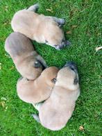 Shiba Inu Pups, Dieren en Toebehoren, 8 tot 15 weken, Meerdere, Meerdere dieren, Nederland