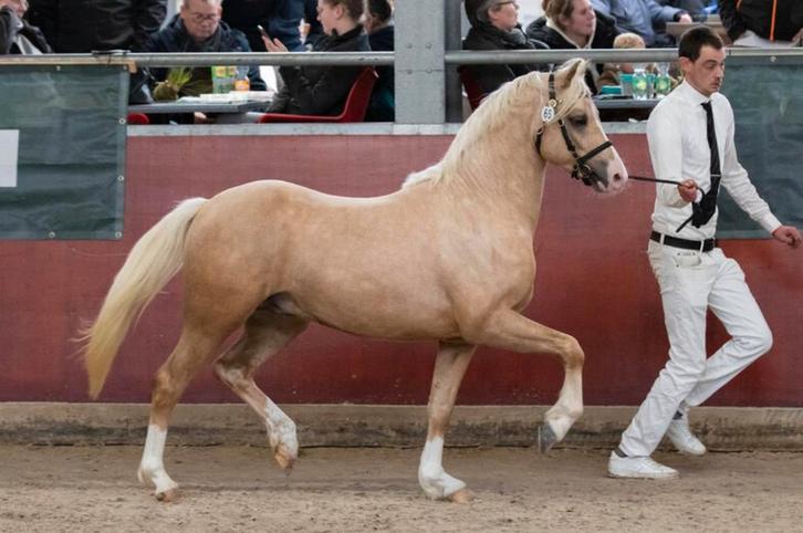 Bloedmooie 3-jarige Welsh Sectie B hengst, Dieren en Toebehoren, Pony's, Hengst, Onbeleerd, C pony (1.27m tot 1.37m), 3 tot 6 jaar