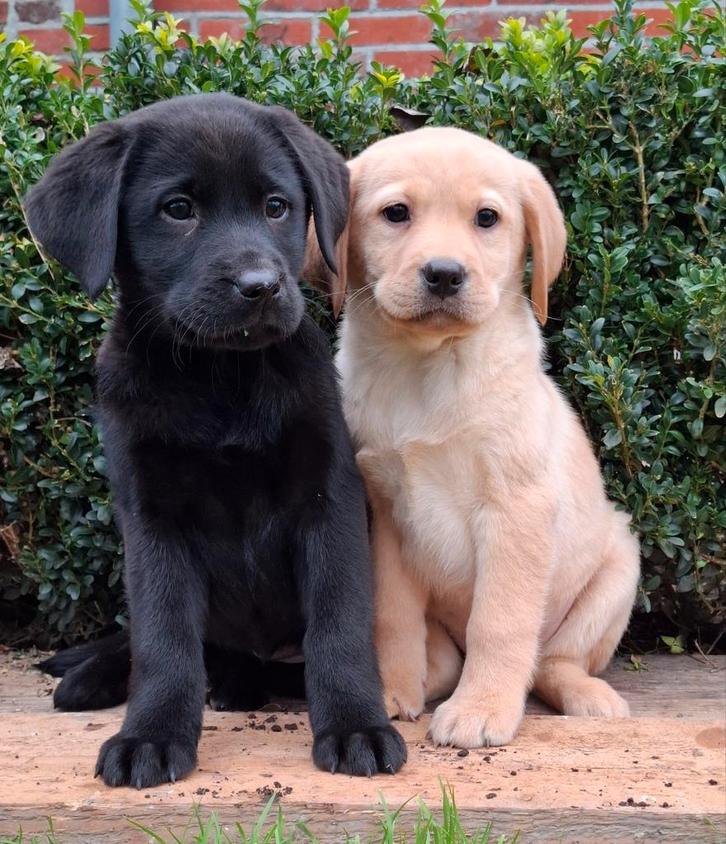Speelse labrador pups., Dieren en Toebehoren, Honden | Retrievers, Spaniëls en Waterhonden, Meerdere dieren, Labrador retriever