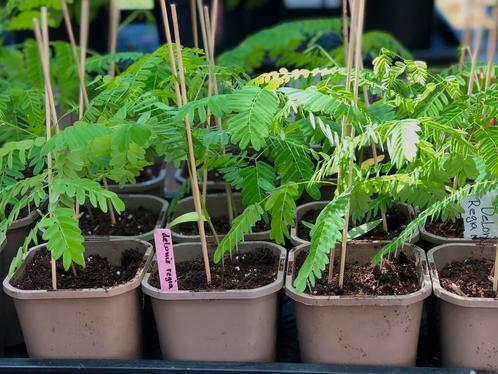 delonix regia flamboyant vlamboom /bonsai /palmboom, Tuin en Terras, Planten | Tuinplanten, Vaste plant, Volle zon, Zomer, Ophalen