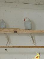 Twee lacewing blauw, Dieren en Toebehoren, Meerdere dieren, Parkiet, Geringd