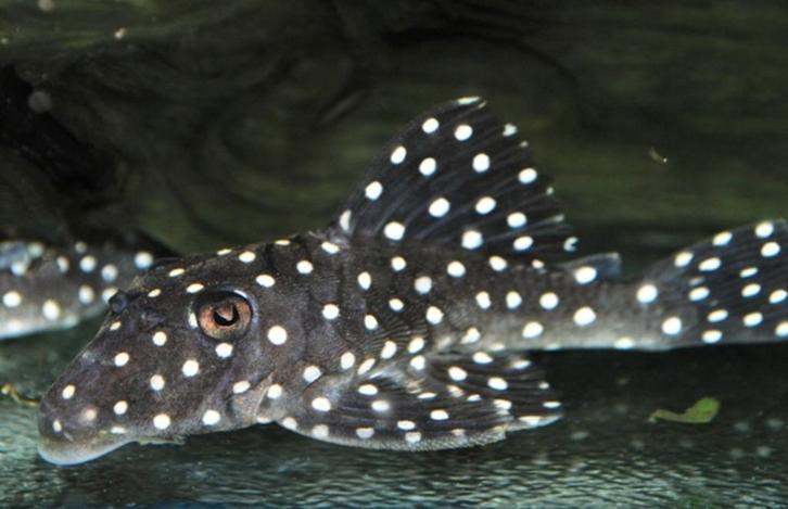 L-Nummers: L142 Baryancistrus sp., Dieren en Toebehoren, Vissen | Aquariumvissen, Zoetwatervis, Vis