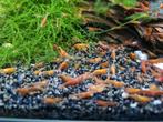 Zoetwater garnaaltjes. Oranje, Dieren en Toebehoren, Ophalen of Verzenden, Nieuw, Overige typen