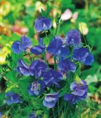 Lathyrus zaden (blauw/paars), Ophalen of Verzenden, Voorjaar, Volle zon, Zaad