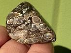 Turitella Agaat broekzaksteen mineralen fossiel A, Ophalen of Verzenden, Mineraal