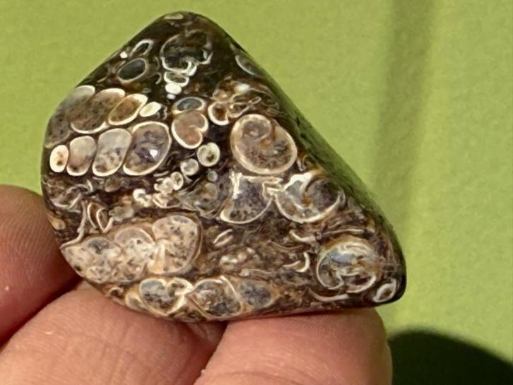 Turitella Agaat broekzaksteen mineralen fossiel A, Verzamelen, Mineralen en Fossielen, Mineraal, Ophalen of Verzenden