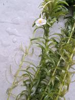 zuurstofplant 5 st per bos, zuurstof waterplant waterpest, Ophalen, Nieuw
