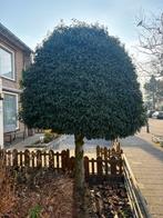 Portugese laurier boom op stam 3,5-4m hoog, Tuin en Terras, Planten | Bomen, Ophalen, Bloeit niet, Halfschaduw, Overige soorten