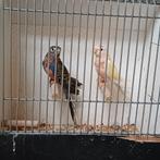 Mooi koppel Bourke parkiet, Dieren en Toebehoren, Vogels | Parkieten en Papegaaien, Meerdere dieren, Parkiet, Geringd