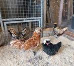 Baardkuifhoen haan, padua, Mannelijk, Kip