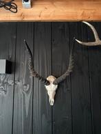 Skull, Ophalen, Zo goed als nieuw, Beeldje of Figuurtje