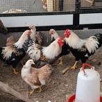 Wyandotten zalmkleurig trio's en hanen, Dieren en Toebehoren, Pluimvee, Meerdere dieren, Kip
