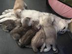 Britse korthaar tekoop, Dieren en Toebehoren, Katten en Kittens | Raskatten | Langhaar, Ingeënt