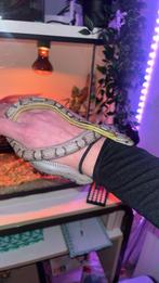 Korenslang/rattenslang ghost morph, Dieren en Toebehoren, Reptielen en Amfibieën, Slang, Tam, 0 tot 2 jaar