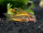 Corydoras Goldline 3.5/4.5cm, Vis, Zoetwatervis, Schoolvis