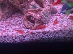 Jonge ancistrus red algeneters