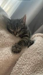 Kitten, Poes