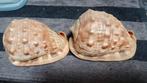 2 schelpen, Ophalen of Verzenden, Zo goed als nieuw