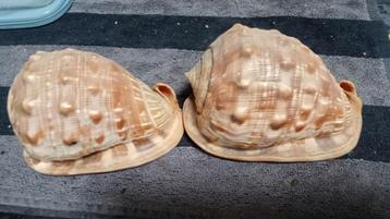2 schelpen  beschikbaar voor biedingen