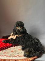 Antieke pyjama hond Lou Lou, zwart, als nieuw, Ophalen of Verzenden