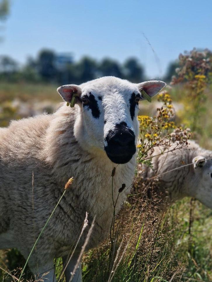 Welsh hill speckled face, Dieren en Toebehoren, Schapen, Geiten en Varkens, Schaap, Vrouwelijk