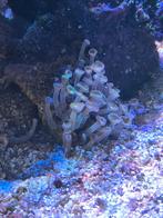 Stuk koraal met Zoanthus Pandora, Overige typen