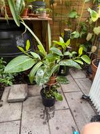 Ficus Altissima / rubberboom, Huis en Inrichting, Kamerplanten, Ophalen, Ficus, Minder dan 100 cm