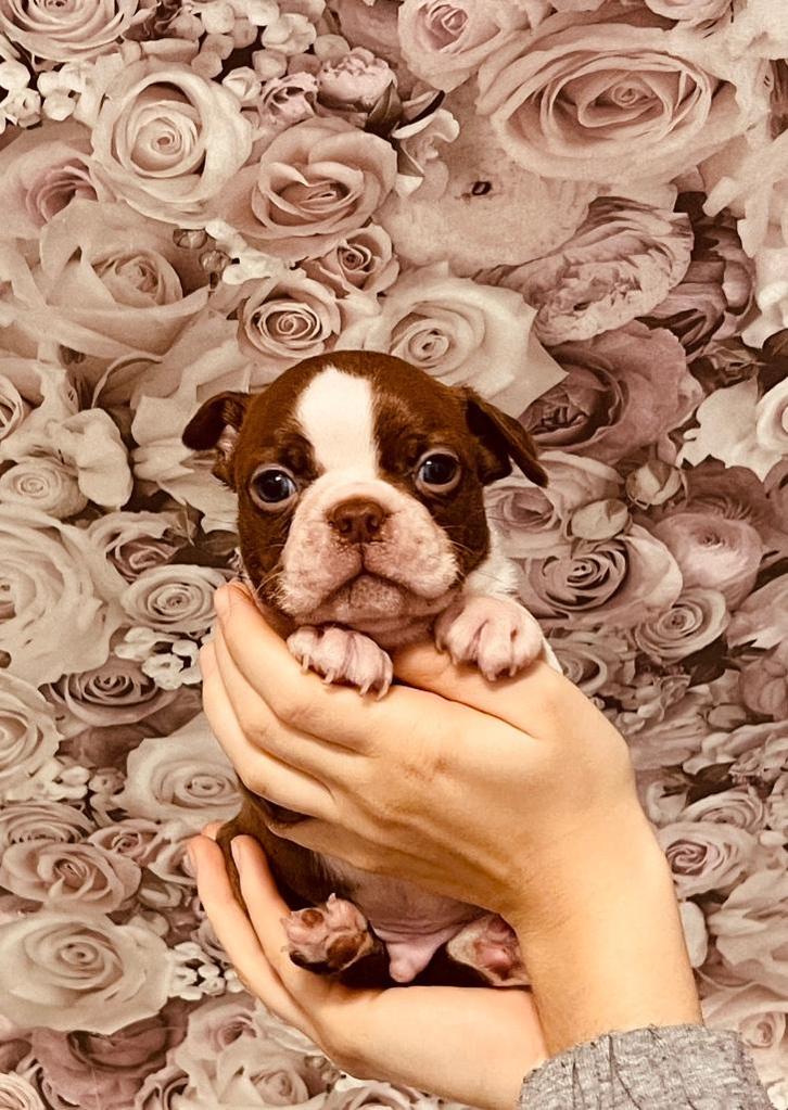 Nog maar 2 !! Raszuivere Gloed mooie Boston Terriër Pups !, Dieren en Toebehoren, Honden | Bulldogs, Pinschers en Molossers, Meerdere dieren