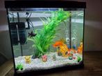 Aquarium met filter en toebehoren, Dieren en Toebehoren, Vissen | Aquariumvissen, Vis, Zoetwatervis