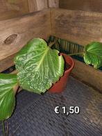 Schoenlappersplant, Ophalen, Overige soorten, Volle zon