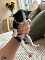 Lieve kittens op zoek naar een huisje, Dieren en Toebehoren, Katten en Kittens | Overige Katten, Meerdere dieren, Kortharig, 0 tot 2 jaar