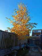 Gratis Berkenboom, Tuin en Terras, Ophalen, Volle zon, Overige soorten, 400 cm of meer