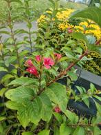 Weigela 'Bristol Ruby' - prachtige struik!, Ophalen, Overige soorten, Halfschaduw