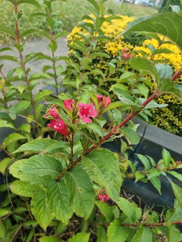 Weigela 'Bristol Ruby' - prachtige struik! beschikbaar voor biedingen