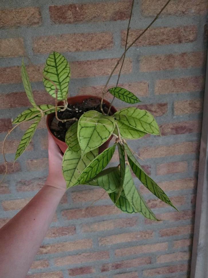 Hoya callistophylla - Bijzondere kamerplant, Huis en Inrichting, Kamerplanten, Minder dan 100 cm, Halfschaduw, Ophalen of Verzenden