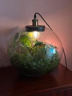 Terrarium Growing Consepts, Ophalen, Zo goed als nieuw