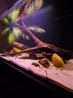 Maaskeien aquarium, Ophalen, Plant(en), Steen of Hout