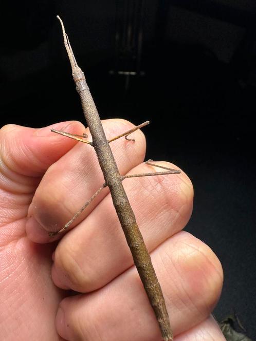 Indische Wandelende Takken - eenvoudige en makkelijk, Dieren en Toebehoren, Insecten en Spinnen, Wandelende tak