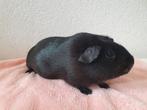 Super lieve jonge cavia zeugjes, Dieren en Toebehoren, Knaagdieren, Cavia, Vrouwelijk, Mei, Tam
