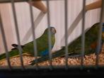 Turquoisine geelbuik, Dieren en Toebehoren, Vogels | Parkieten en Papegaaien, Meerdere dieren, Parkiet, Geringd